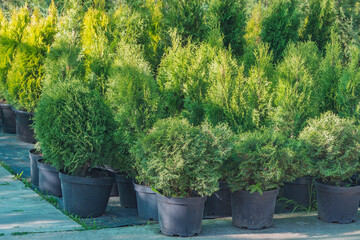 Green plants on the garden market territory.