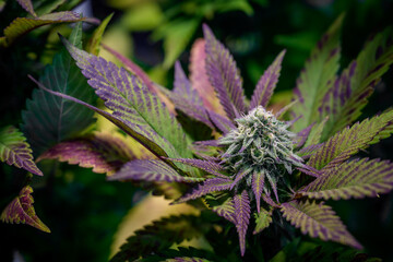 Close-up of cannabis flowers and purple cannabis leaves with high CBD content There is a very dense...