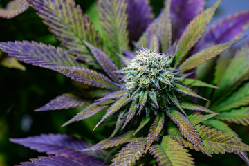 Close-up of purple cannabis flowers with high CBD content There is a very dense tricho. It has the...