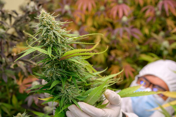 Close-up photo of a researcher caring for a cannabis plant in an indoor farm Cannabis strains with...
