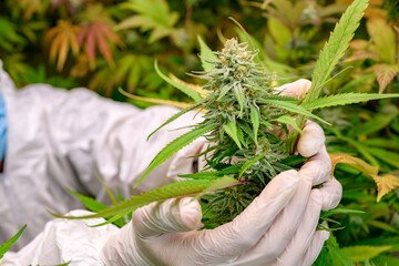 Close-up photo of hand holding marijuana flowers in an indoor home-grown farm Cannabis strains with high CBD content. free cannabis concept