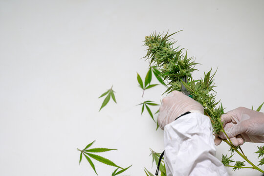 Pruning Fresh Cannabis Flowers By Cutting Off The Cannabis Leaves Near The Flowers. Free Cannabis Ideas White Background