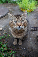 spotted cat gray-brown, big eyes and mustache in a wet garden on concrete, looking in camera