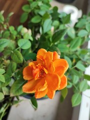 orange flower in the garden