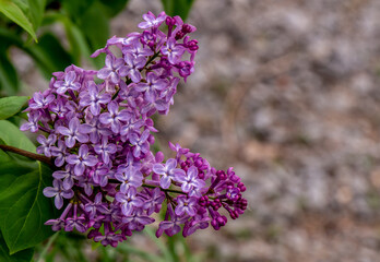 Close-up of the pink and purple flower blossoms on a lilac tree that is growing by the edge of a parking lot on a warm spring day in May with a blurred background.