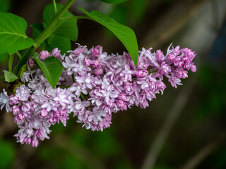 Close-up of the pink and purple flower blossoms on a lilac tree that is growing in a flower garden on a warm spring day in May with a blurred background.