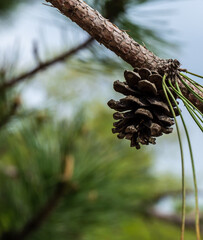 Close-up of a pine cone hanging from the branch of a pine tree in the forest on a warm spring day in may with blurred branches and sky in the background.