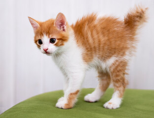 A red-haired cat with white color stand on a green sofa. Kitten portrait photo, cute fluffy kitten