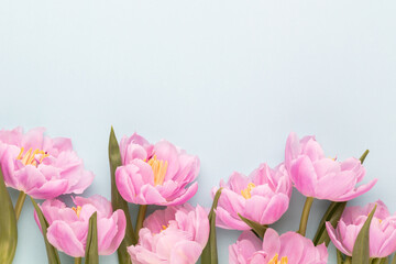 Pink tulip flower on pastel background.