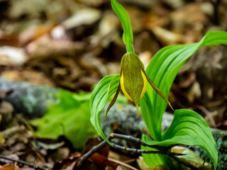 Close-up of the yellow flower on a wild lesser yellow lady's slipper plant that is growing in a...
