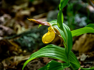 Close-up of the yellow flower on a wild lesser yellow lady's slipper plant that is growing in a damp wet forest on a warm spring day in may with a blurred background.