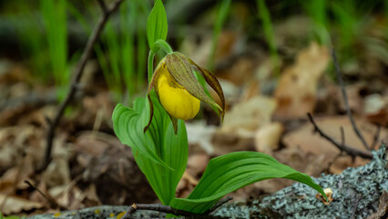Close-up of the yellow flower on a wild lesser yellow lady's slipper plant that is growing in a...