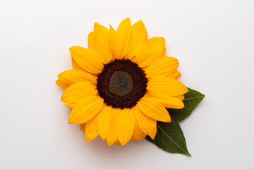 Sunflowers on white background with copy space. Floral close-up. Flat lay top-down composition with...