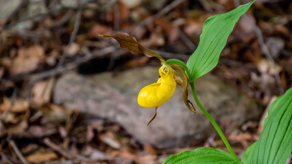 Close-up of the yellow flower on a wild lesser yellow lady's slipper plant that is growing in a damp wet forest on a warm spring day in may with a blurred background.