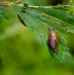 Close-up of a tiny amber snail that is crawling on a plant leaf on a warm day in June with blurred vegetation in the background.