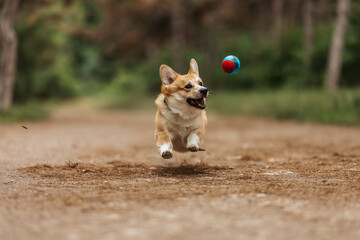 Corgi jumping dog playing with ball in park