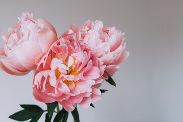 Beautiful bunch of fresh Coral Charm peonies in full bloom in vase against white background, close up. Copy space. Minimalist floral still life with blooming flowers.