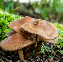 Close-up of a bunch of brown mushrooms that are growing on a lawn on a warm day in june with a blurred background.