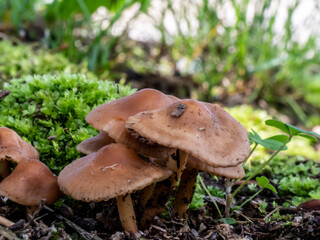 Close-up of a bunch of brown mushrooms that are growing on a lawn on a warm day in june with a blurred background.