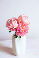 Beautiful bunch of fresh Coral Charm peonies in full bloom in vase against white background. Minimalist floral still life with blooming flowers.