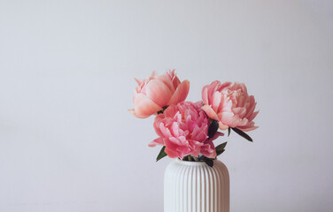 Beautiful bunch of fresh Coral Charm peonies in full bloom in vase against white background. Copy space for text.  Minimalist floral still life with blooming flowers.