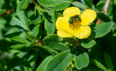 Close-up of a green metallic sweat bee collecting nectar from the yellow flower on a shrubby cinquefoil plant that is growing in a flower garden on a warm day in June with a blurred background.