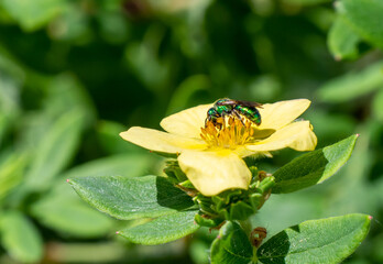 Close-up of a green metallic sweat bee collecting nectar from the yellow flower on a shrubby cinquefoil plant that is growing in a flower garden on a warm day in June with a blurred background. - obrazy, fototapety, plakaty