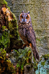 Long-eared owl, Asio otus, in Bohemian-Moravian Highlands. Staring at you.