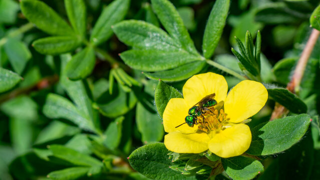 Close-up of a green metallic sweat bee collecting nectar from the yellow flower on a shrubby cinquefoil plant that is growing in a flower garden on a warm day in June with a blurred background.