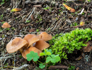 Close-up of a bunch of brown mushrooms that are growing on a lawn on a warm day in june with a blurred background.