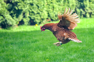 The chicken spread its wings and flies against the background of green trees.