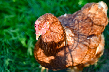 Brown chicken on green grass.