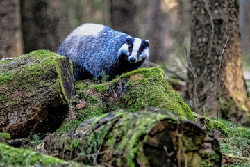 Eurasian Badger in the forrest. Bohemian-Moravian highlands. © Ji