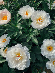 Beautiful fresh delicate white peony flowers in full bloom in the garden on flowerbed with dark green leaves, close up. Summer natural floral background.