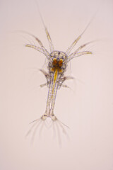 Nauplius stage of vannamei shrimp in light microscope, Shrimp larvae under a microscope, Shrimp,...