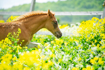 portrait of running chestnut foal in yellow flowers  blossom paddock.