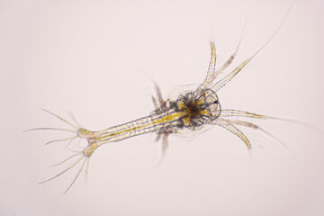 Nauplius stage of vannamei shrimp in light microscope, Shrimp larvae under a microscope, Shrimp,...