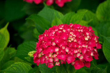 雨上がりの紫陽花