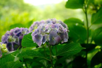 雨上がりの紫陽花