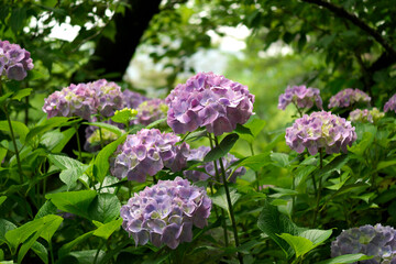雨上がりの紫陽花