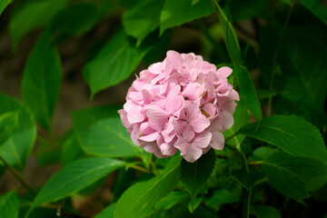 雨上がりの紫陽花