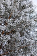 Vertical closeup background copy space with fir branches in snow in daytime. Amazing winter with very low temperatures. Weather making your eyes pleased.