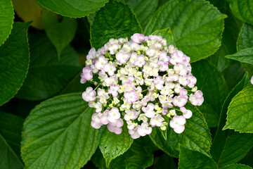雨上がりの紫陽花