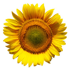 head of sunflower blooming isolated on white background