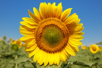 Sunflower head close-up against the background of a field and blue sky