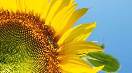 Closeup on the head of sunflower blooming, on blue sky background