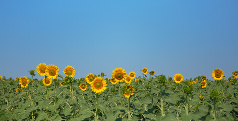 Field of blooming sunflowers on a background of blue sky