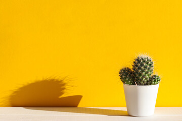 Cactus, or succulent plant in a white pot against bright yellow wall with copy space. Hard light. Minimalistic home interior, home plants