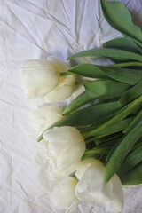 Fototapeta premium WHITE TULIPS. Beautiful white tulips lie on a white bedspread
