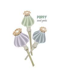 Poppy seed pods No contour hand drawn doodle, isolated, white background. Vector illustration
